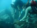 Diving at Blue Island Khor Fakkan