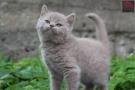 satilik asil ingiliz kedileri british shorthair yavrular