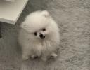 Mini Pomeranian for sale